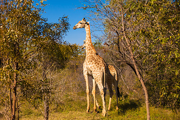 Image showing Giraffes walking