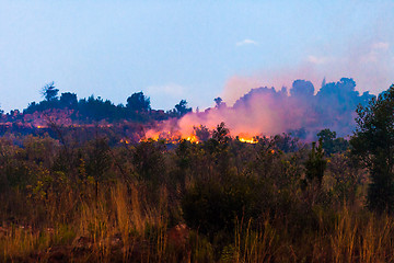 Image showing Brush fire