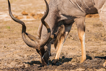 Image showing Kudu bull drinking