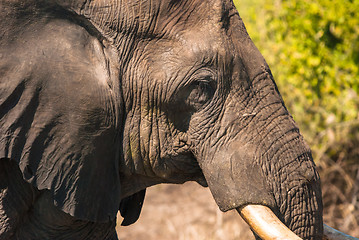 Image showing Elephant drinking