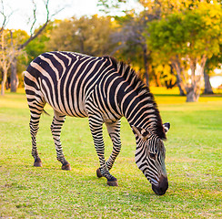 Image showing Plains zebra (Equus quagga) grazing