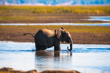 Image showing African bush elephant