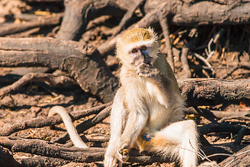 Image showing Vervet monkeys