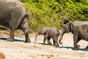 Image showing African bush elephants