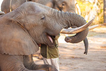 Image showing Elephant eating