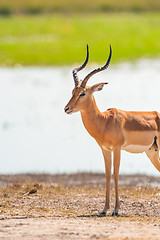 Image showing Impala