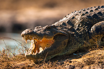 Image showing Crocodile baring teeth