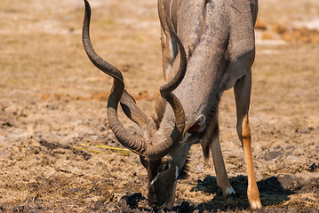 Image showing Kudu bull drinking