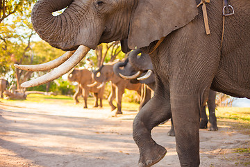 Image showing Elephant group