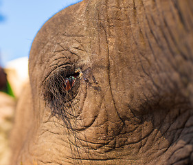 Image showing Elephant eye