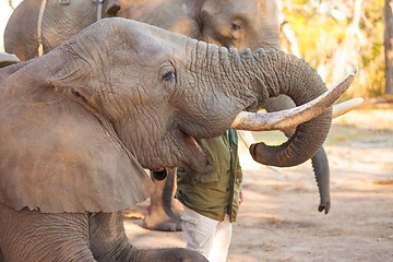 Image showing Elephant eating