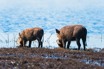 Image showing Two warthogs drinking