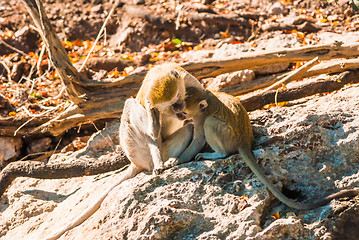 Image showing Vervet monkeys