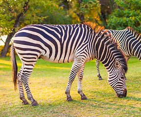 Image showing Plains zebra (Equus quagga) grazing