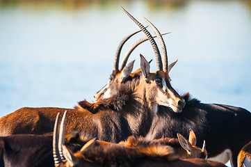 Image showing Oryx by water