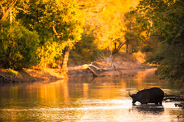 Image showing Cape buffalo in water