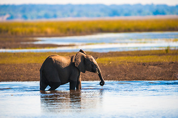 Image showing African bush elephant