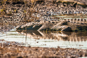 Image showing Crocodile sleeping