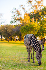 Image showing Plains zebra (Equus quagga) grazing