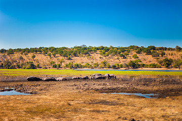 Image showing Large group of hippos in the mud