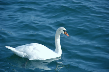 Image showing Swan Alone