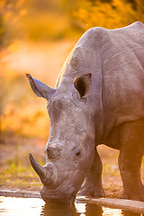 Image showing Rhinos at watering hole