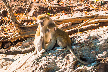 Image showing Vervet monkeys