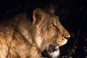 Image showing Female lion at night