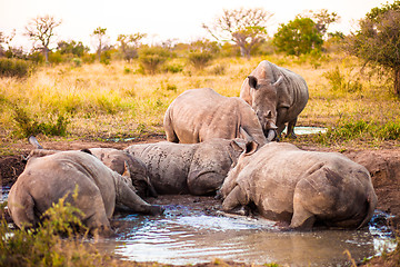 Image showing Group of rhinos in the mud