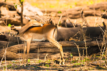 Image showing Impala ewe