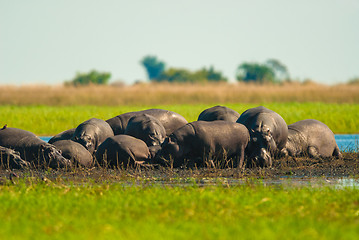 Image showing Large group of hippos in the mud