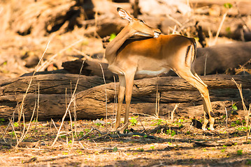 Image showing Impala ewe