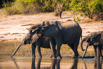 Image showing Group of elephants drinking