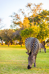 Image showing Plains zebra (Equus quagga) grazing