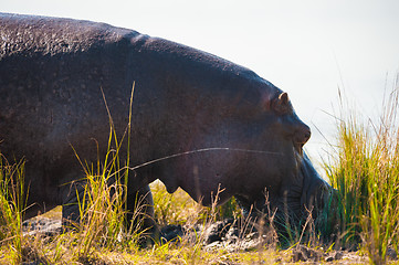 Image showing Grazing hippopotamus