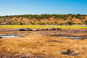 Image showing Large group of hippos in the mud