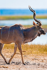 Image showing Kudu bull