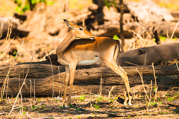 Image showing Impala ewe