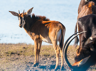 Image showing Oryx by water