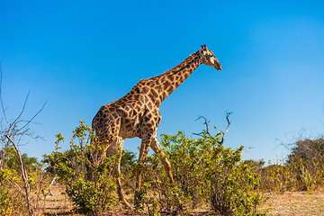 Image showing Giraffes walking