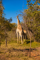 Image showing Giraffes walking