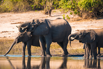 Image showing Group of elephants drinking