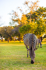 Image showing Plains zebra (Equus quagga) grazing