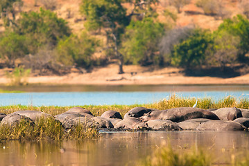 Image showing Hippopotamus group