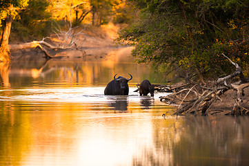 Image showing Cape buffalo in water