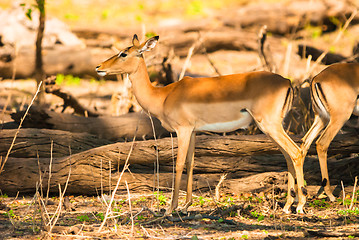 Image showing Impala ewe