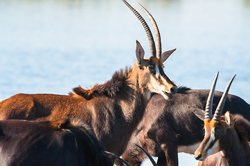 Image showing Oryx by water