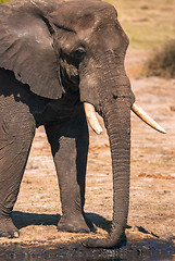 Image showing Elephant drinking