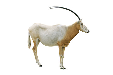 Image showing Scimitar horned oryx