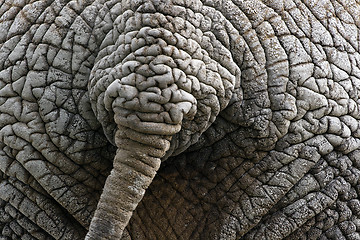Image showing Elephant's tail